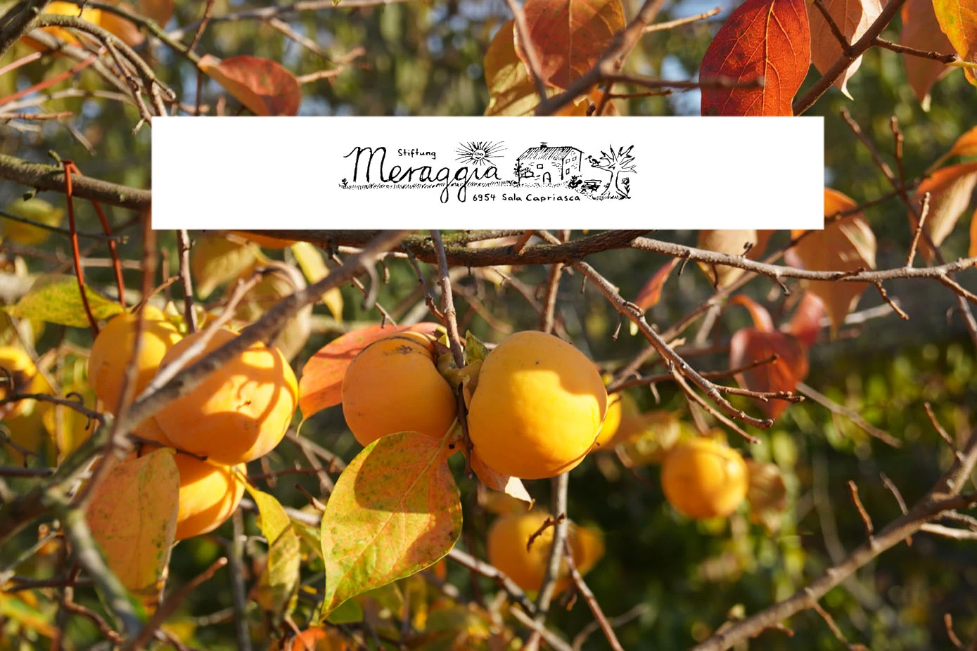 Meraggia.ch: Marroni-Plausch und Kaki-Ernte  (Tessin)